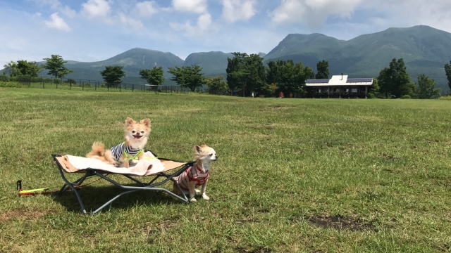 ワンちゃんキャンプ