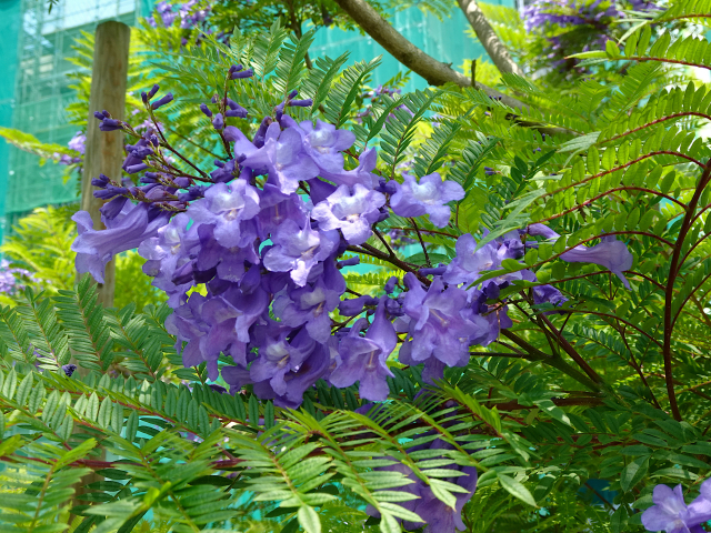 ジャカランダの花