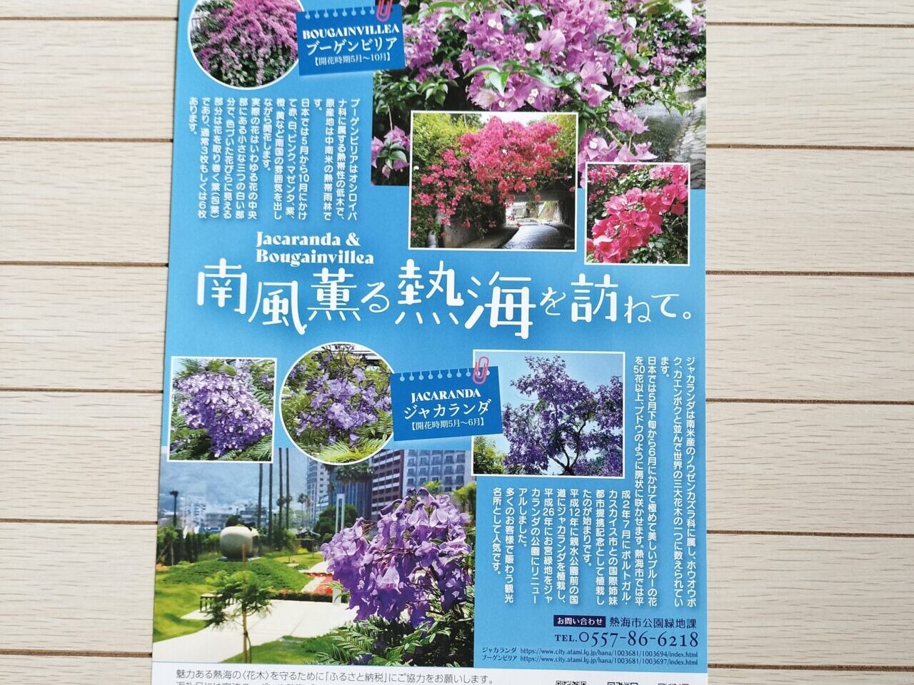 アタミジャカランダ
