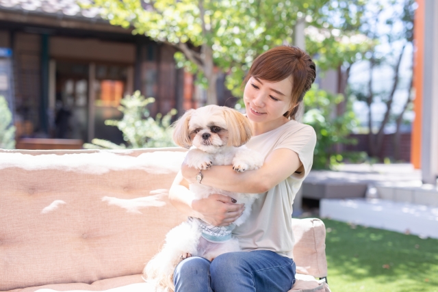 犬同伴