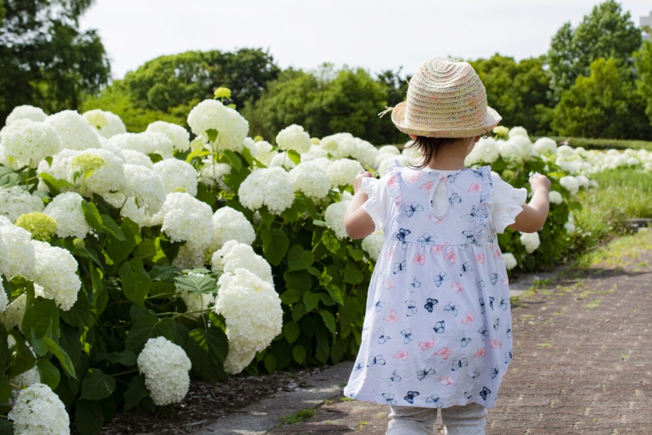 あじさい子ども