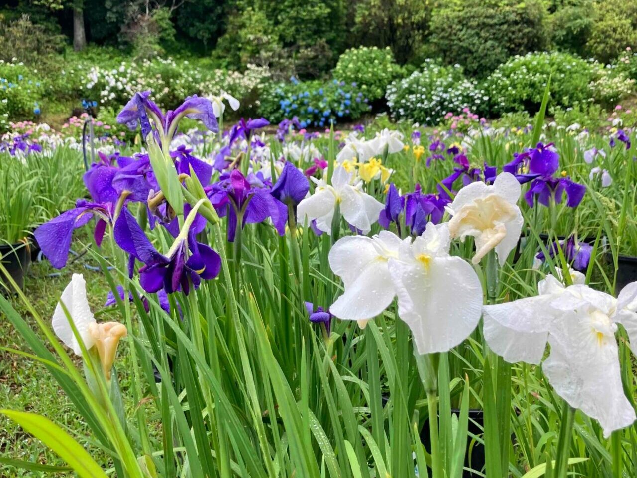 花しょうぶ