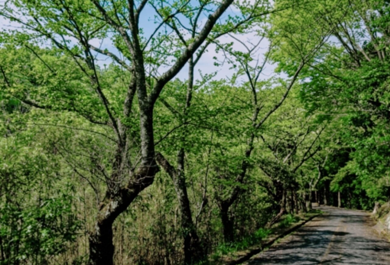 源氏山散歩道