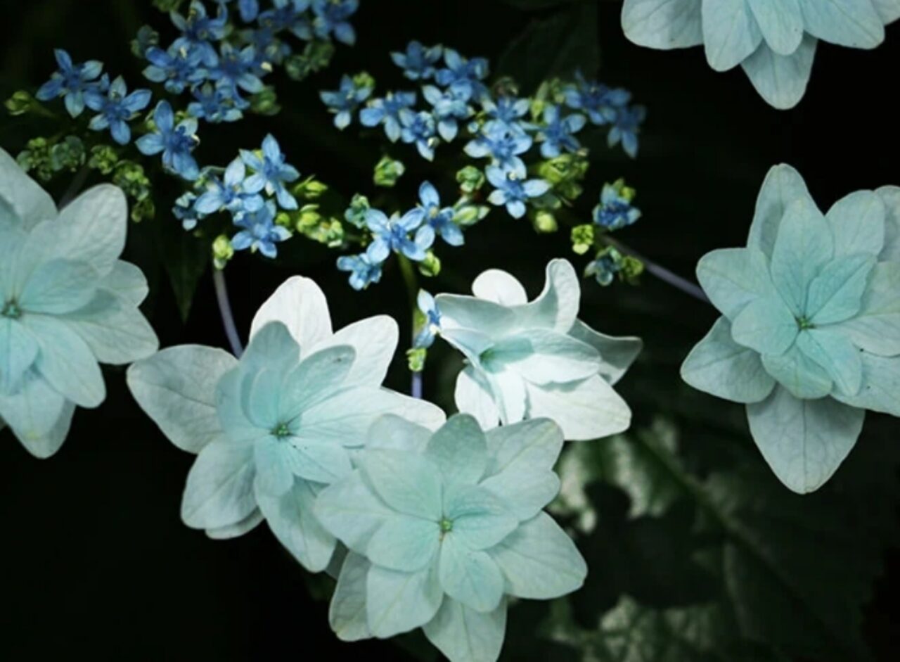 隅田の花火