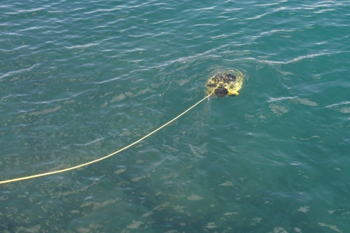 海中ドローン