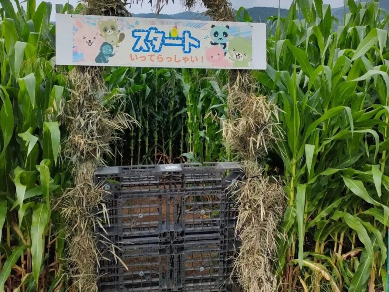 とうもろこし巨大迷路