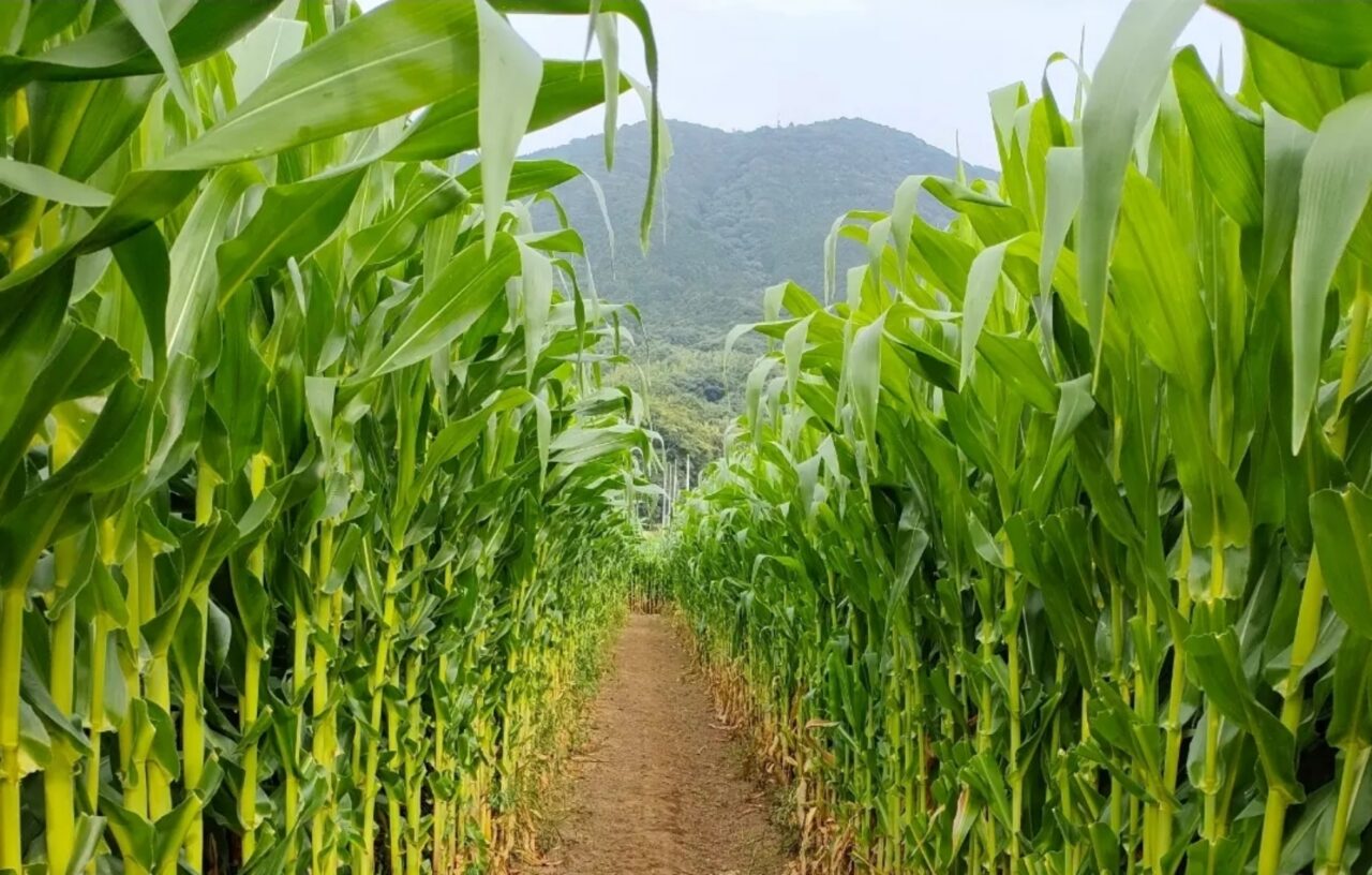 とうもろこし巨大迷路