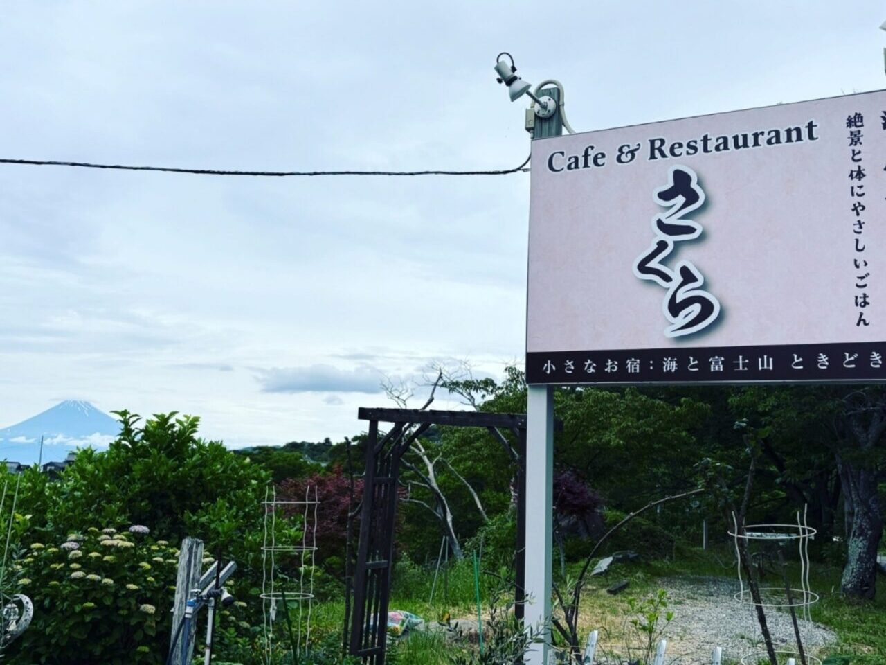 さくら
