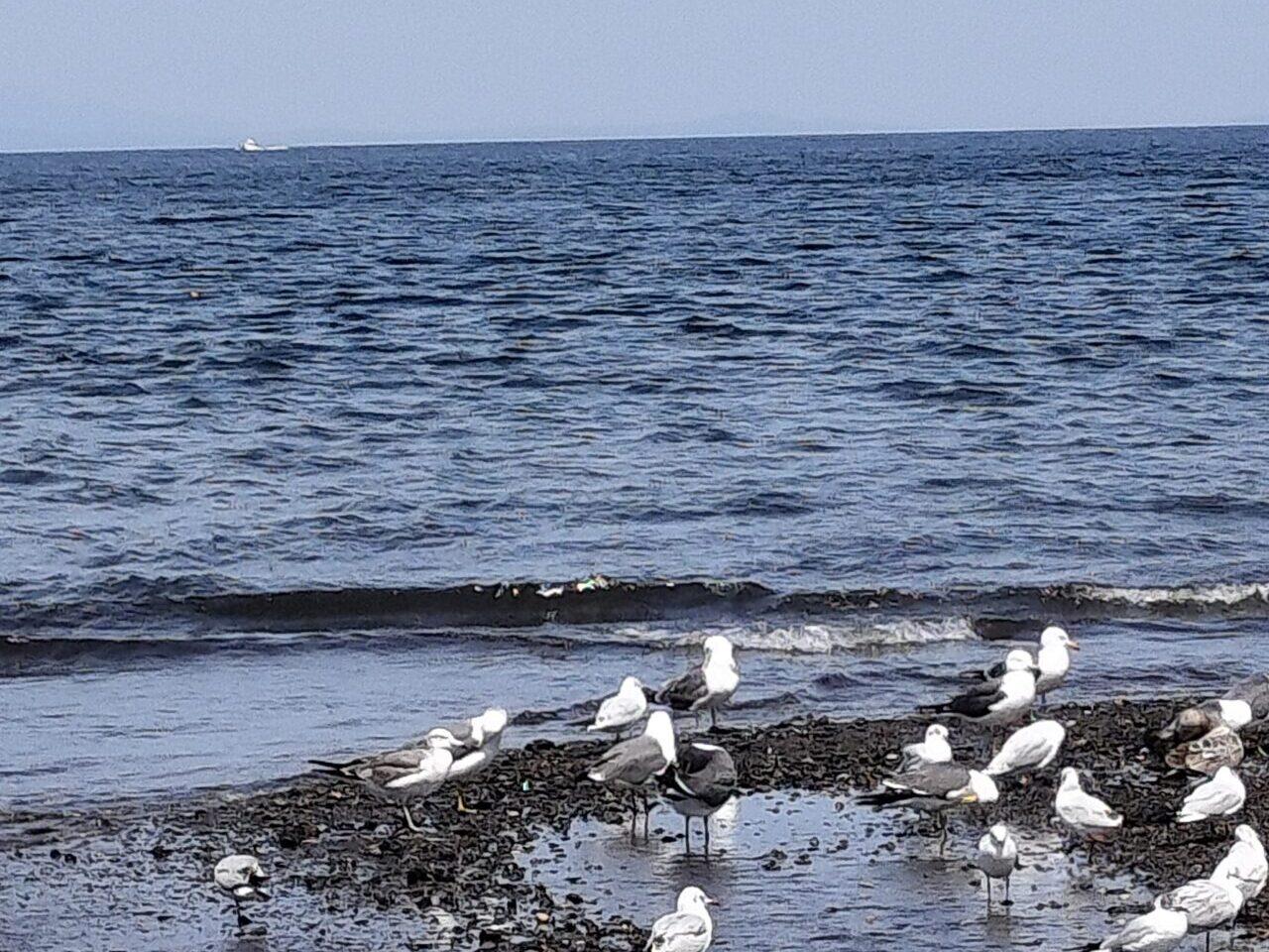 なぎさ公園側から海岸