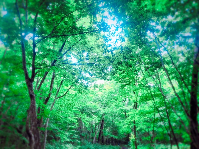 森林浴イメージ