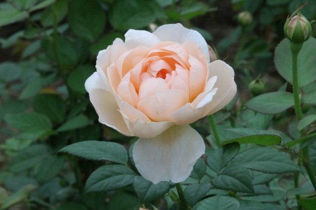 秋薔薇イメージ
