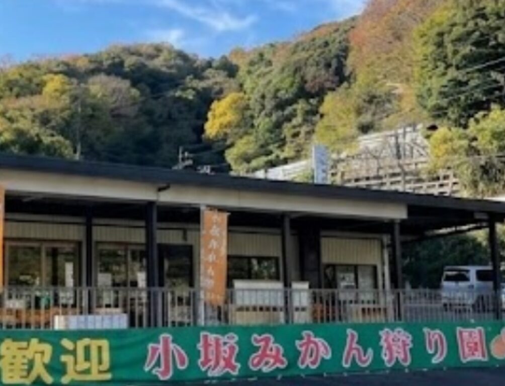 小坂みかん