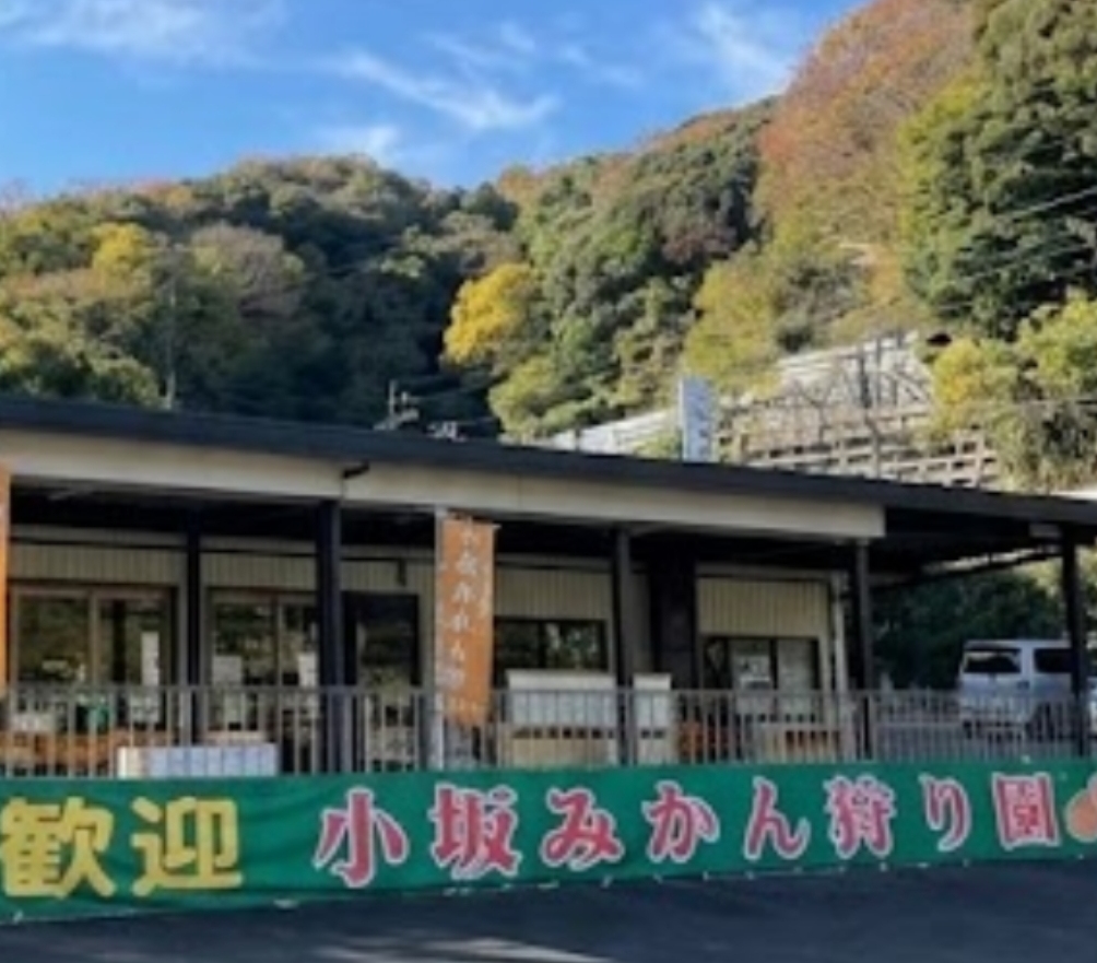小坂みかん